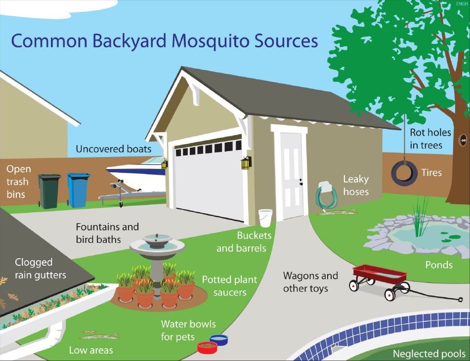 Backyard Mosquito Habitat