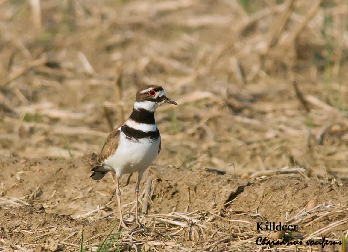 Killdeer