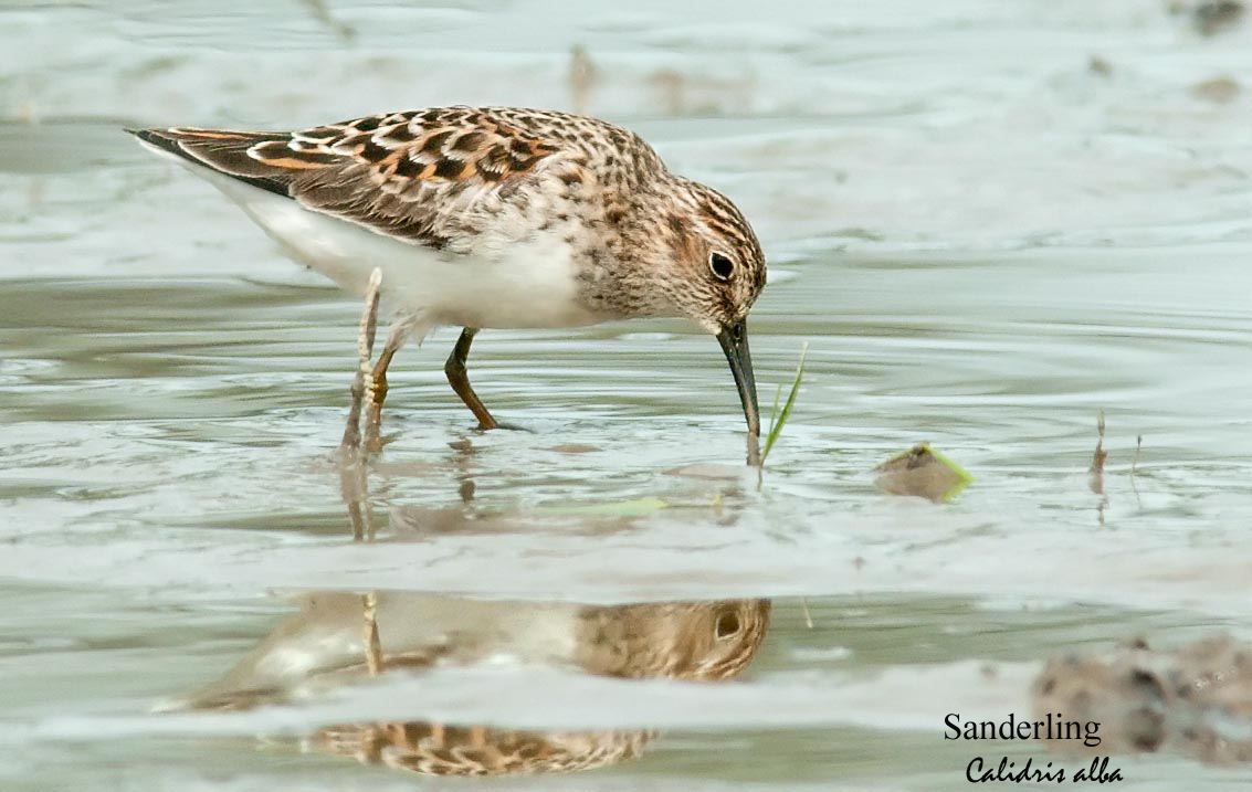 Sanderling